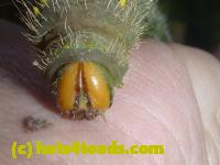 /home//u458753944/public_html/sourcegallery//Insects and small critters/butterflies and moths (Lepidoptera)/P1100284.JPG